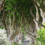 Afternoon Giants Causeway Half Day Tour from Belfast - Who Will Love This Tour?