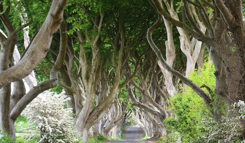 Afternoon Giants Causeway Half Day Tour from Belfast - Who Will Love This Tour?