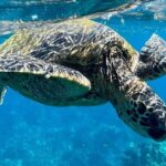Afternoon Turtle Town Snorkel at Coral Gardens - What You Need to Know Before Booking