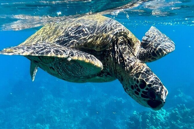Afternoon Turtle Town Snorkel at Coral Gardens - What You Need to Know Before Booking