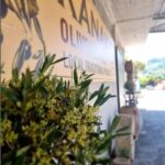 Agia Marina - Chania - visit to an oil mill and organic winery - Practical Details and What You Should Know