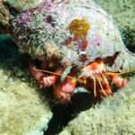 Agia Pelagia: Scuba Diving Activity for Children - What to Expect from This Child-Friendly Scuba Tour