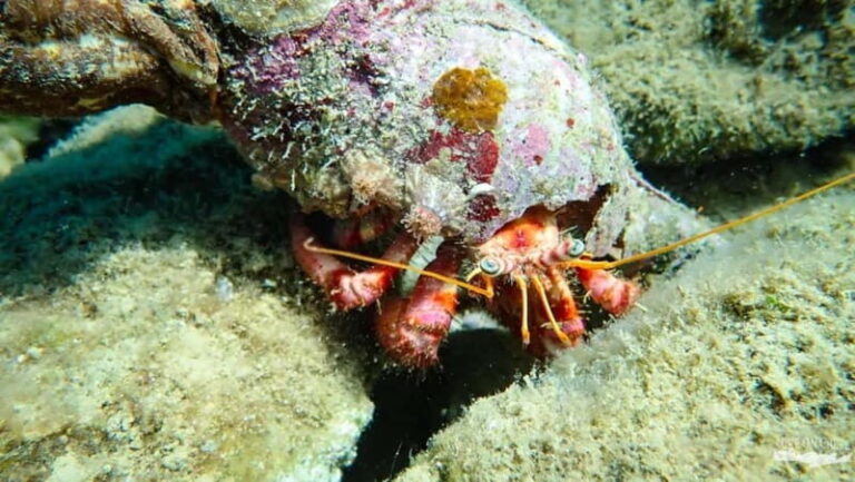 Agia Pelagia: Scuba Diving Activity for Children - What to Expect from This Child-Friendly Scuba Tour