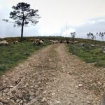 Aire & Candeeiros: Nature, Fossils and Forgotten Traditions - Exploring the Itinerary in Detail