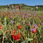 Akamas Jeep safari English, Francais, +boat trip blue Lagoon - What Makes This Tour Stand Out?