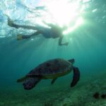 Akumal Turtles, Snorkel Tour from Cancun or Riviera Maya - What the Reviews Say: Honest Perspectives