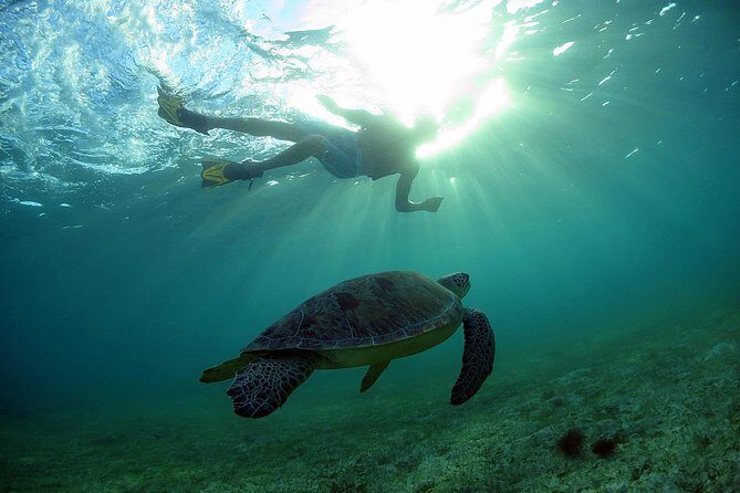 Akumal Turtles, Snorkel Tour from Cancun or Riviera Maya - What the Reviews Say: Honest Perspectives