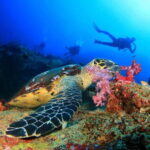 Alanya: Scuba Diving Tour Incl. Lunch with Hotel Transfer - Practical Aspects of the Tour