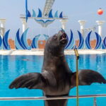 Alanya: Sealanya Dolphinpark Dolphin Show Tour - The Core Attractions and How They Make the Day Special