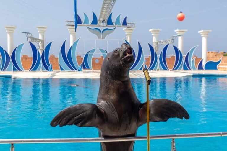 Alanya: Sealanya Dolphinpark Dolphin Show Tour - The Core Attractions and How They Make the Day Special