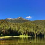 Alaska Bears and Silver Bay Homestead - Who Will Love This Tour?