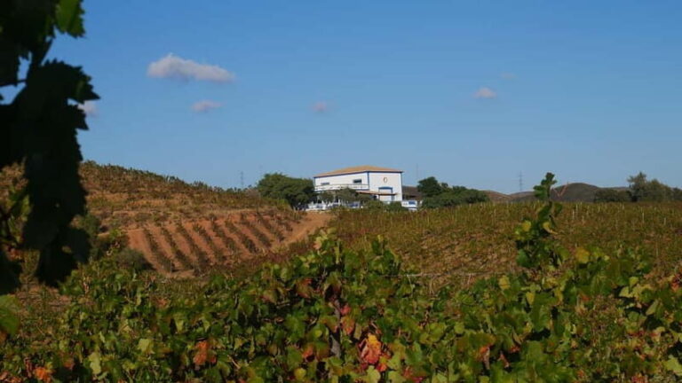 Albufeira, Olhão, Faro: visit to a vineyard, free time in Silves - Practicalities and Value