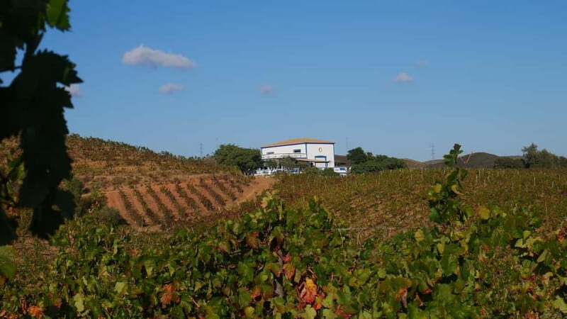 Albufeira, Olhão, Faro: visit to a vineyard, free time in Silves - Practicalities and Value