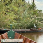 Albufera de Valencia: Guided boat ride through the Albufera - The Sum Up