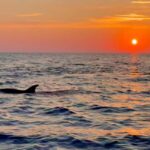 Alcudia: Dolphin Watching at Sunrise with Speedboat - Why This Tour Is Worth It