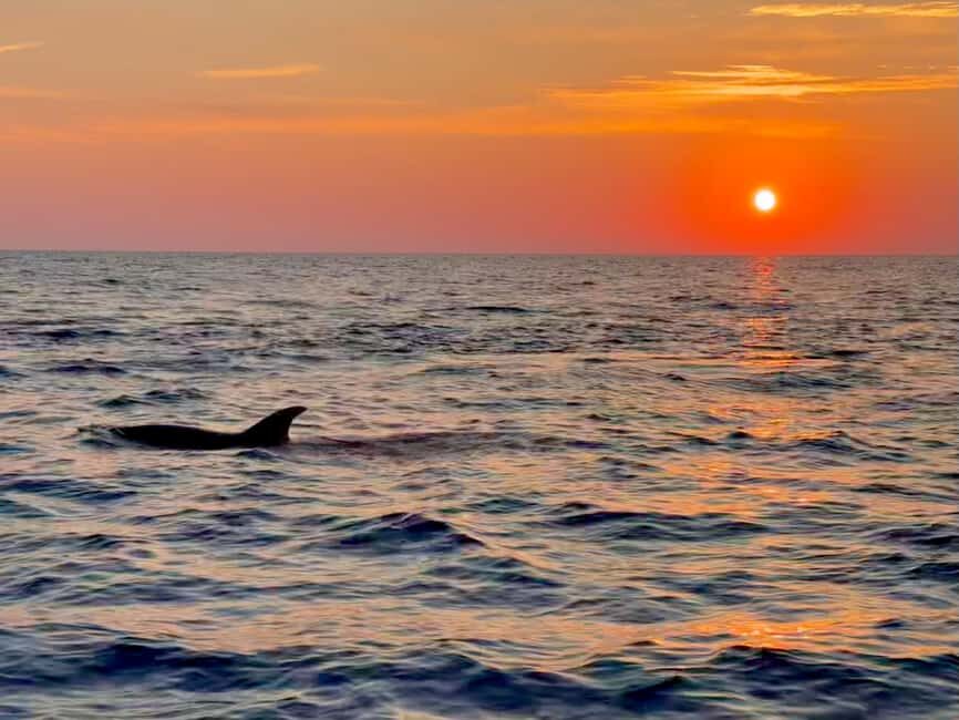 Alcudia: Dolphin Watching at Sunrise with Speedboat - Why This Tour Is Worth It