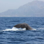Algeciras: Dolphin and whale watching in reduced groups - Value and What You’re Paying For
