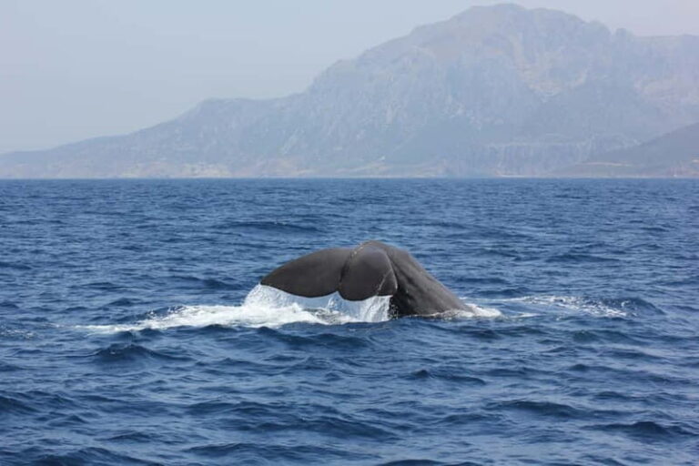 Algeciras: Dolphin and whale watching in reduced groups - Value and What You’re Paying For