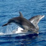 Alghero: Dolphin Watching Tour with Marine Biologists - Detailed Review of the Alghero Dolphin Watching Tour