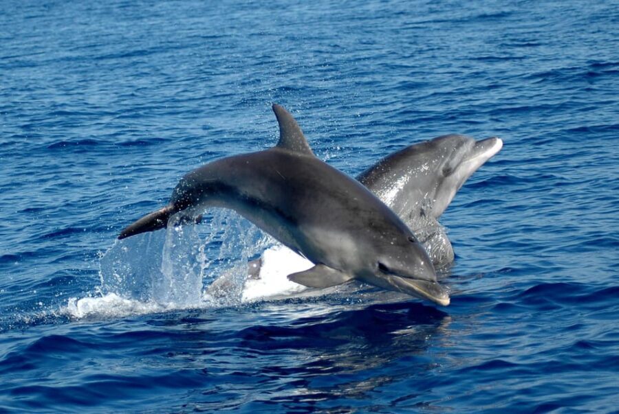 Alghero: Dolphin Watching Tour with Marine Biologists - Detailed Review of the Alghero Dolphin Watching Tour