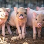 Alghero: visit an animal shelter in Olmedo - What to Expect on the Tour