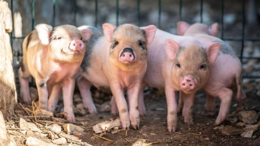 Alghero: visit an animal shelter in Olmedo - What to Expect on the Tour