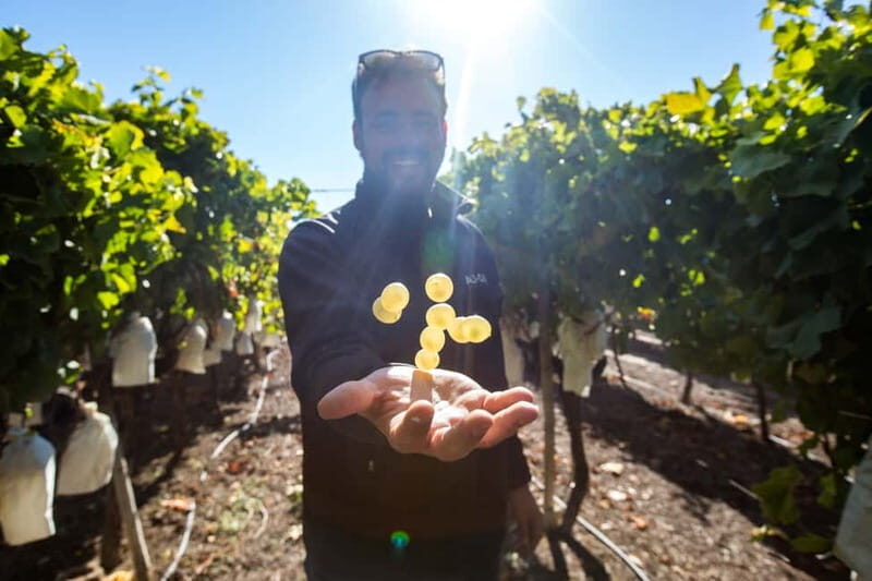 Alicante: Countryside Wine Tour with 4 Tastings - What Sets This Tour Apart?