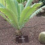 Alicante: UNESCO Heritage Palm grove + Artistic Garden Tour - Final Thoughts and Who It’s Best For