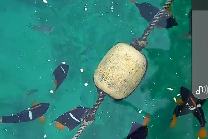 All-inclusive Colomitos cruise and Animas beach snorkeling - Who Is This Tour Best For?