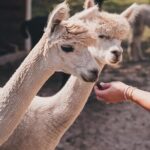 Alpaca Interaction and Wine Tasting - Why This Experience Matters