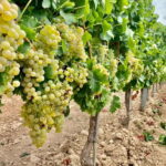 Alsace gourmande: Cellar visit and snack tasting - The Vineyard and Grape Harvest