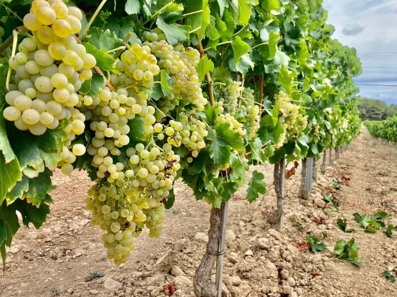 Alsace gourmande: Cellar visit and snack tasting - The Vineyard and Grape Harvest