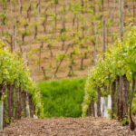 Alsace Half-Day Wine Tour from Strasbourg - The Scenic Drive and Village Walks