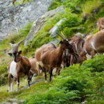 ALVÃO SHEPHERD'S HIKE - Meeting a Shepherd and His Flock