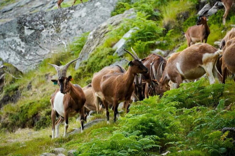 ALVÃO SHEPHERD'S HIKE - Meeting a Shepherd and His Flock