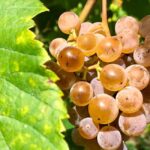 Alvarinho Wine Route: Private Full Day Tour - FAQs