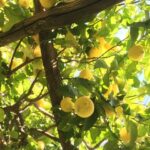 Amalfi Organic Lemon Tour & Tasting in the Historical Garden - The Sum Up