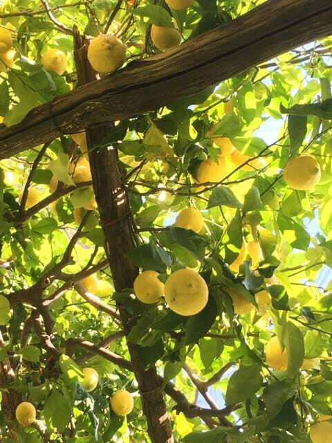 Amalfi Organic Lemon Tour & Tasting in the Historical Garden - The Sum Up