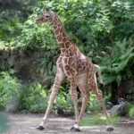 Amsterdam: Entry Ticket to ARTIS Historical Zoo on Old Canal - A Deep Dive into ARTIS: The Heart of Amsterdam’s Wildlife Experience