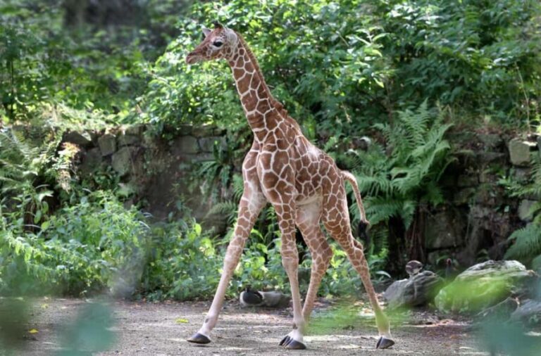 Amsterdam: Entry Ticket to ARTIS Historical Zoo on Old Canal - A Deep Dive into ARTIS: The Heart of Amsterdam’s Wildlife Experience