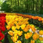 Amsterdam: Keukenhof Gardens Half Day Guided Tour - Detailed Breakdown of What to Expect