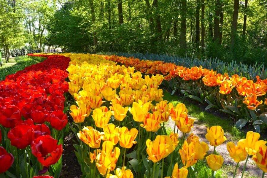 Amsterdam: Keukenhof Gardens Half Day Guided Tour - Detailed Breakdown of What to Expect