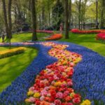 Amsterdam: Keukenhof Gardens & Tulip Fields Private Tour - What Sets This Tour Apart?