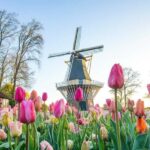 Amsterdam: Keukenhof Guided Tour and Flower Parade April 18 - What’s Included and What to Bring