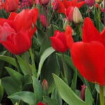 Amsterdam: Keukenhof Tulip Gardens Private Tour - The Itinerary: What to Expect