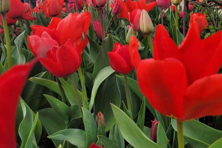 Amsterdam: Keukenhof Tulip Gardens Private Tour - The Itinerary: What to Expect