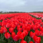 Amsterdam: Private Keukenhof and Free Tulip Tour - The Value of a Private, Customizable Experience