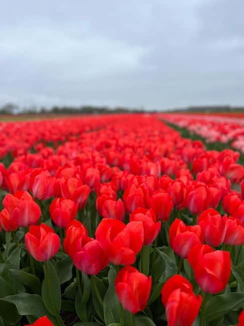 Amsterdam: Private Keukenhof and Free Tulip Tour - The Value of a Private, Customizable Experience