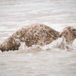 Amsterdam: Seal Safari at Waddensea UNESCO Site - Who Should Consider This Tour?