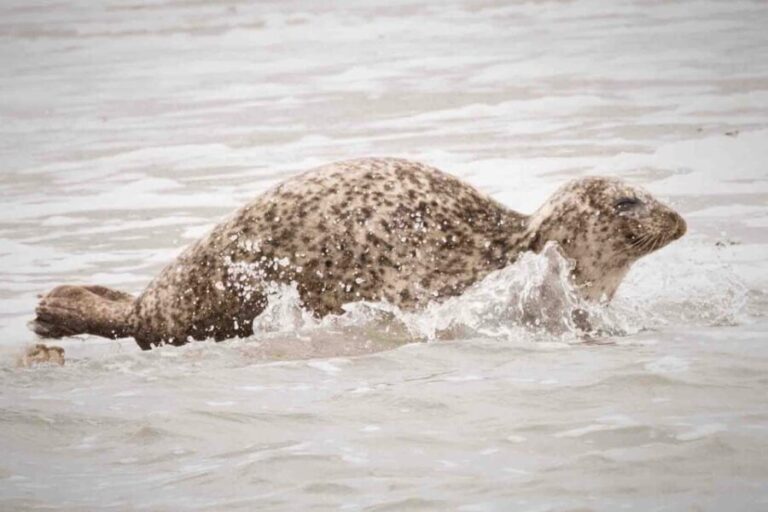 Amsterdam: Seal Safari at Waddensea UNESCO Site - Who Should Consider This Tour?